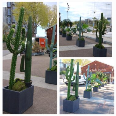 Pack Vegetal exotique artificiel  : 1 Cactus géant H2m10 à 2m40 + 1 cactus boule succulente ou arbuste xanadu- Location